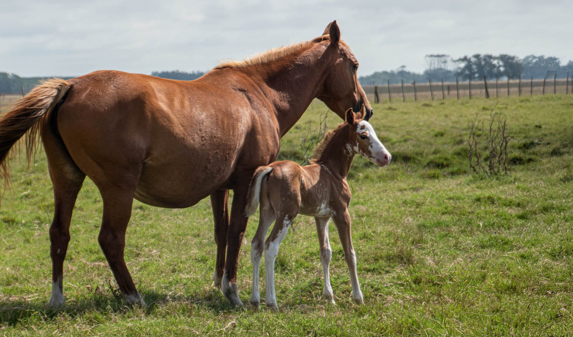 Pony, Pferd, Fohlen, Wiese, Weide
