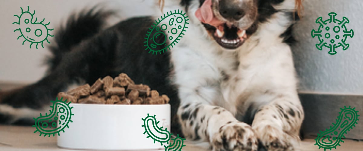 Tier, Hund, Säugetier, Haustier