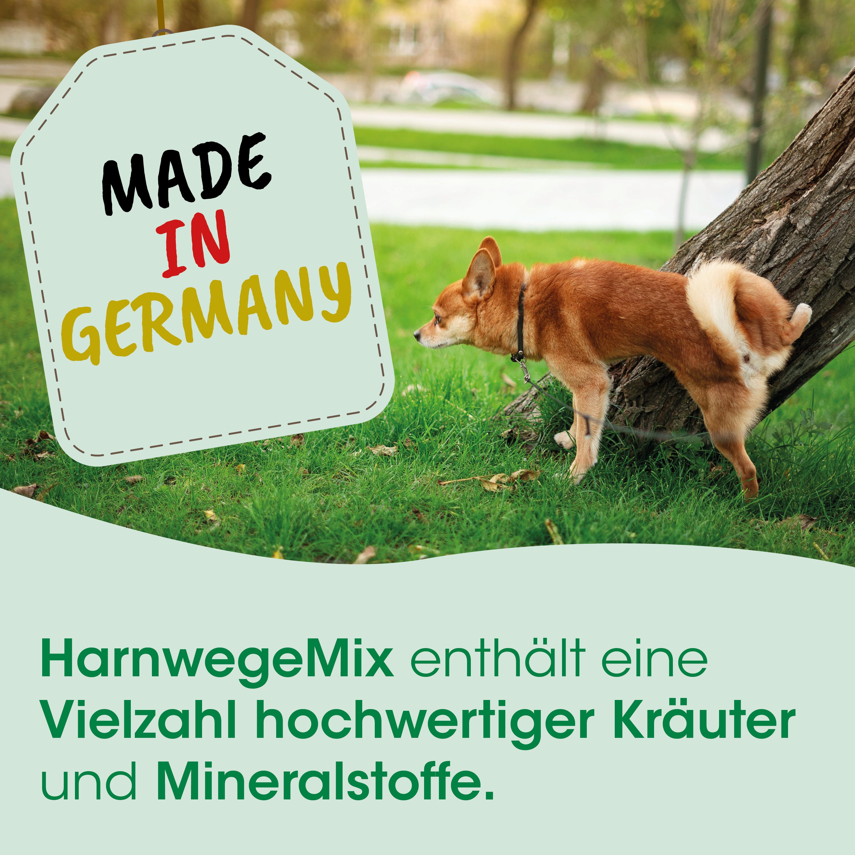 Hund, klein, Shiba?, braun, Leine