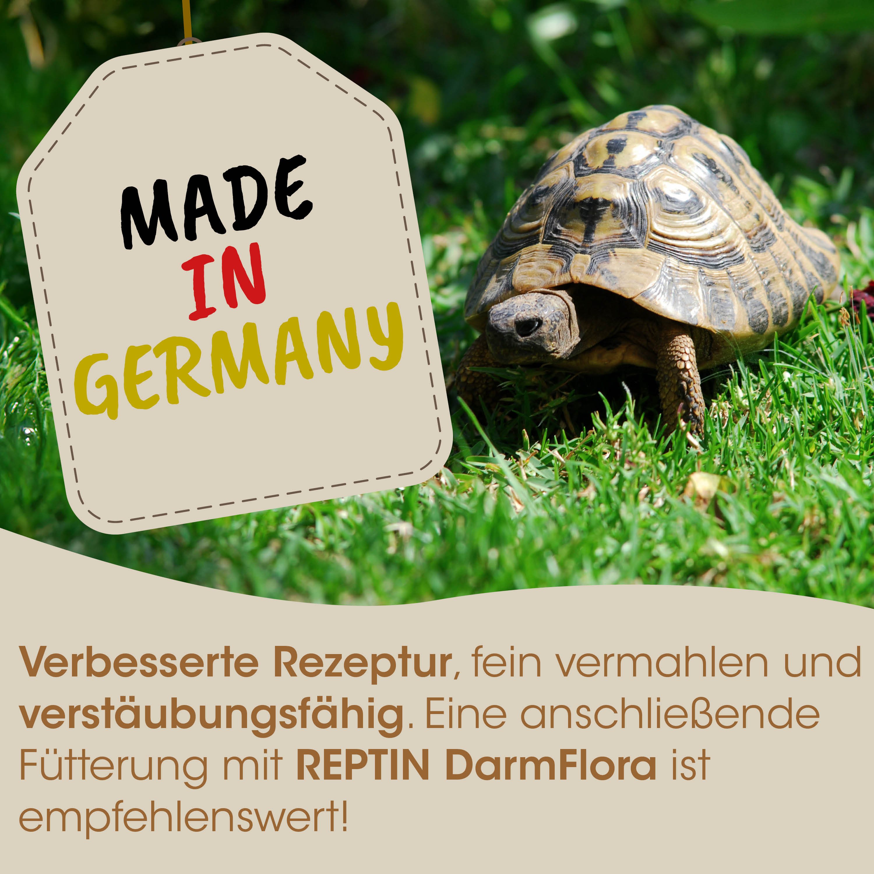 schildkröte, turtle, reptil, grün, gras