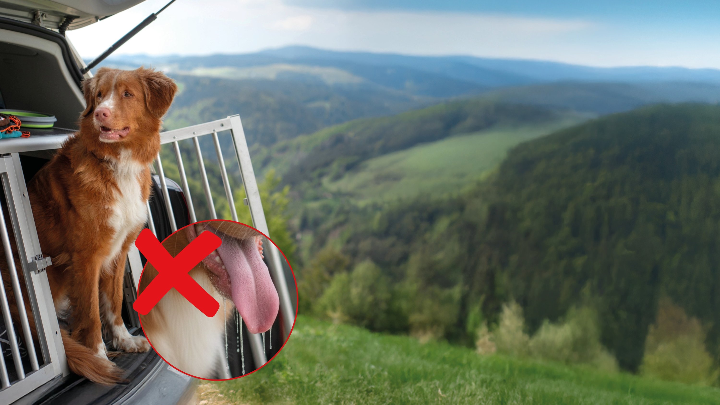 Hund, Säugetier, Haustier, Gras, Pflanze