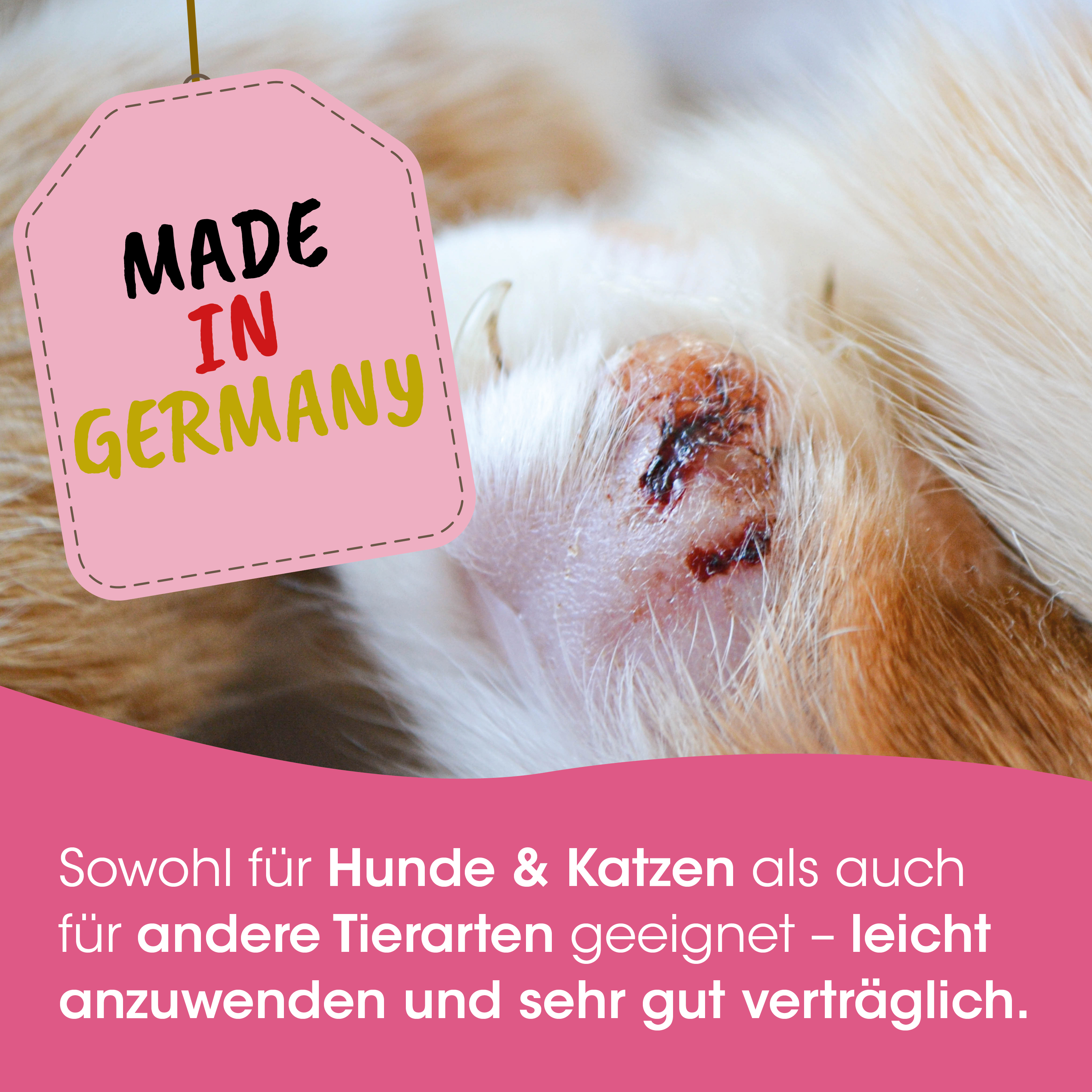 dog-ear, Wunde, Verletzung, Fell, rosa-anhänger