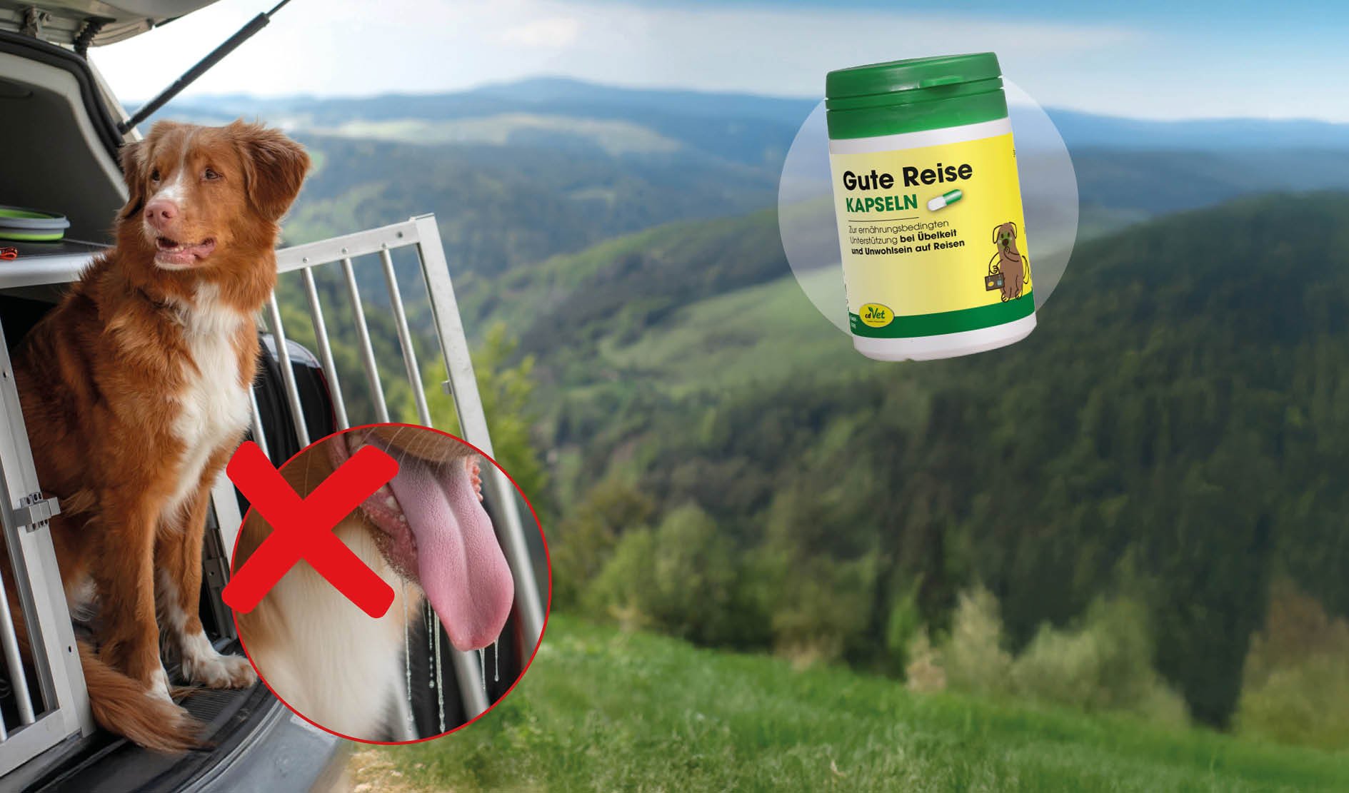 Hund, Auto-Transport, Kofferraum, Nahrungsergänzung, Kapseln