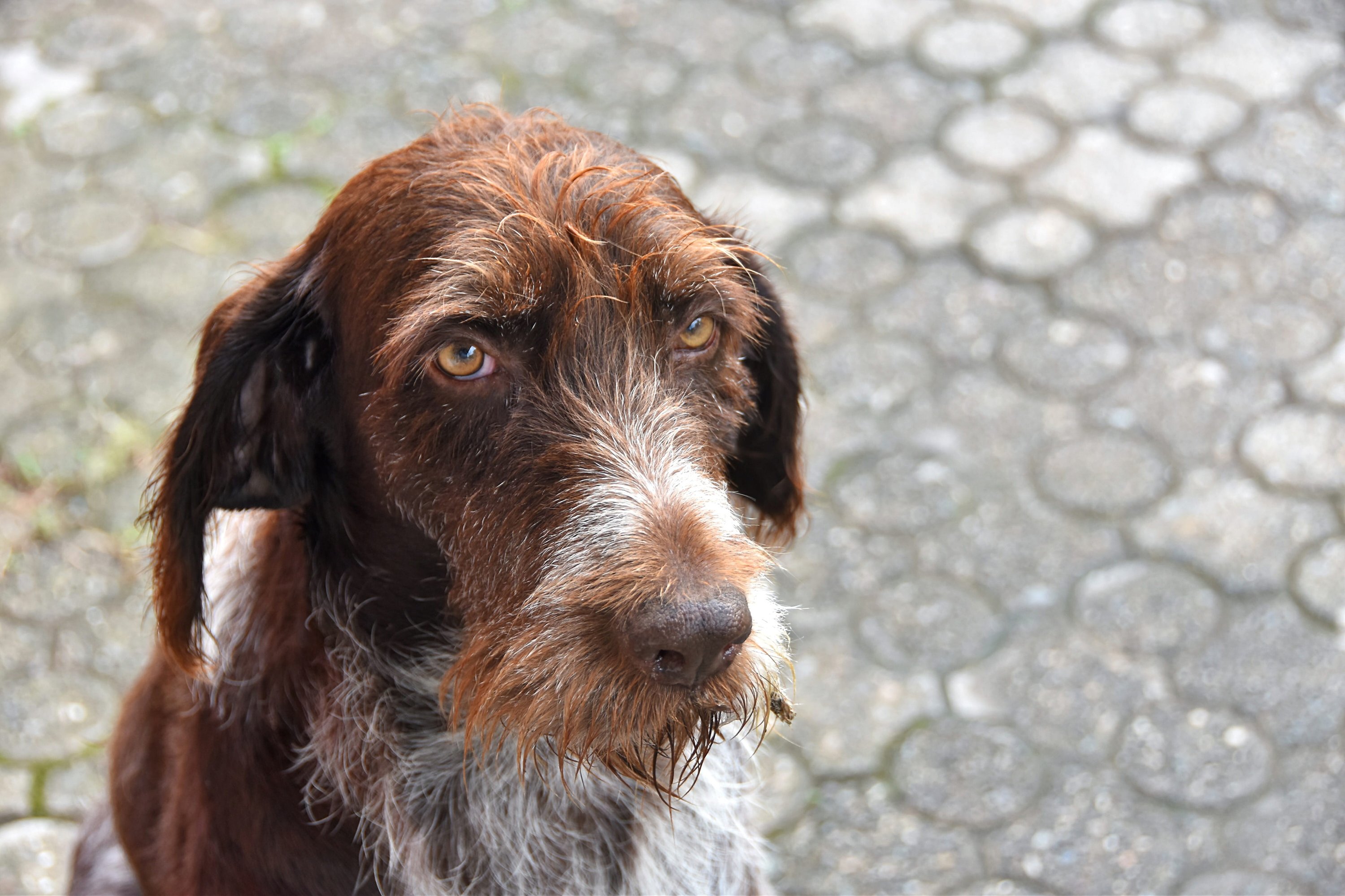 Hund, Säugetier, Haustier, Zeiger