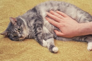 Katze, Kätzchen, Säugetier, Haustier, Mann