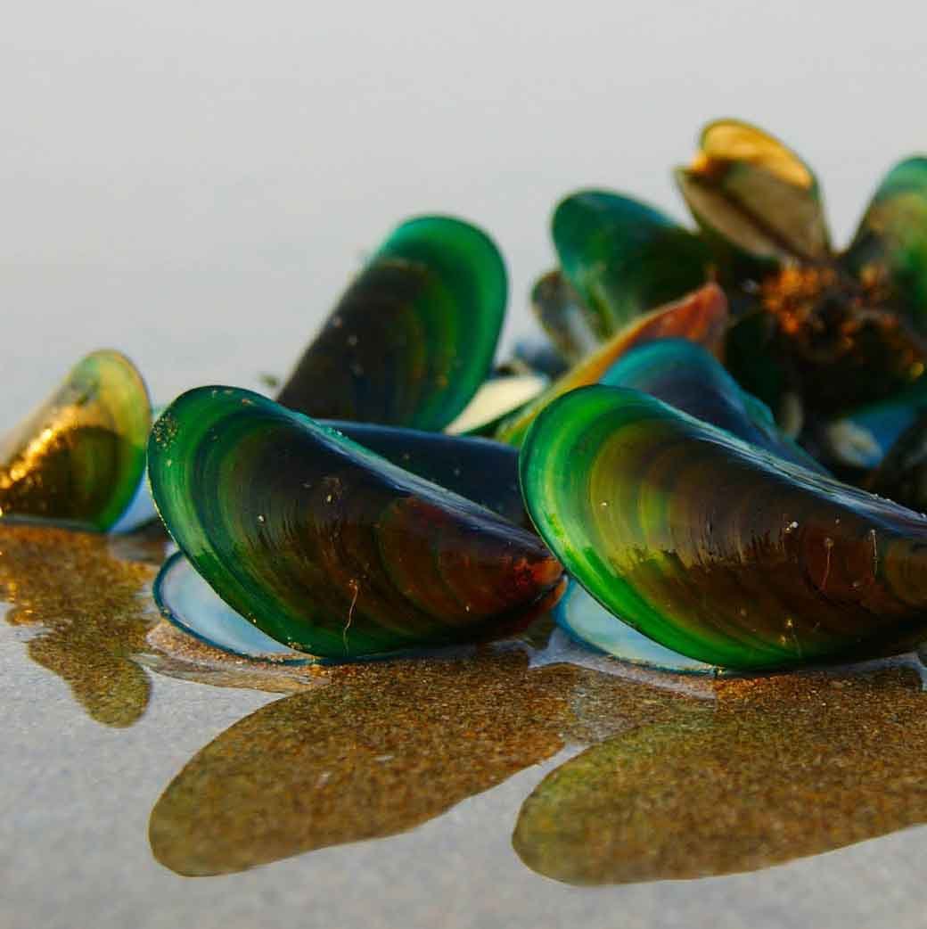 Muschel, Muscheln, Schale, Grün, Meereshonigglas