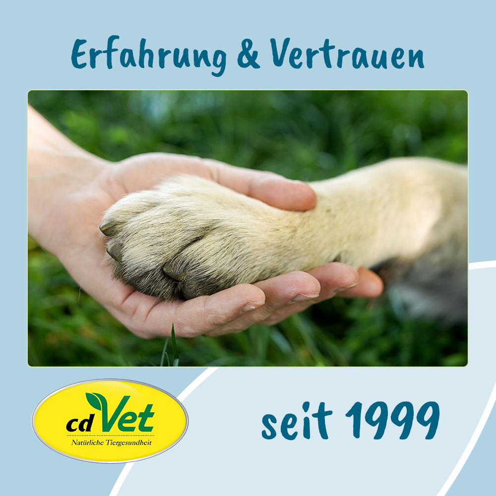 Elektronik, Hardware, Hund, Säugetier, Haustier
