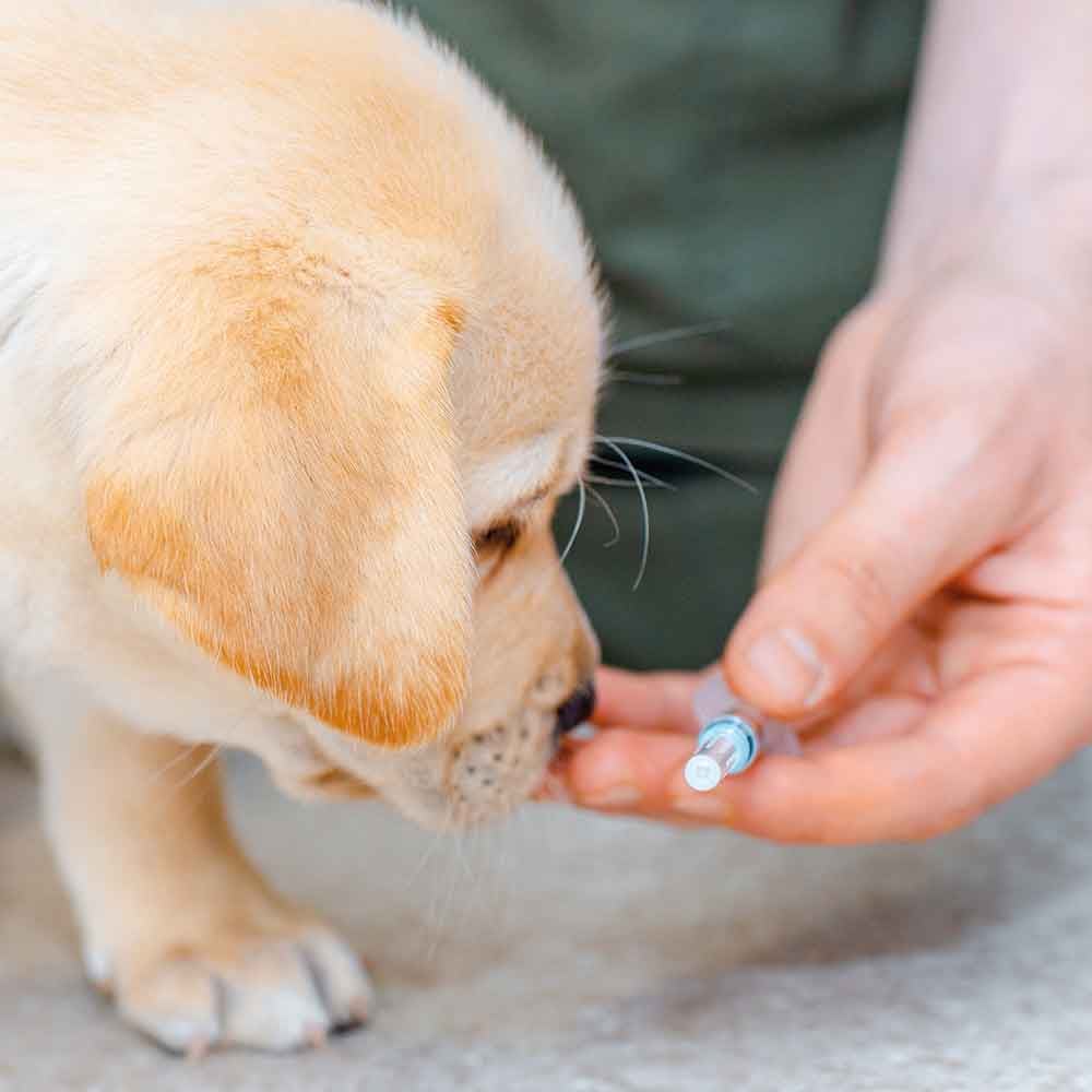 Hund, Impfung, Spritze, Hundeimpfung, Tierarztbedarf