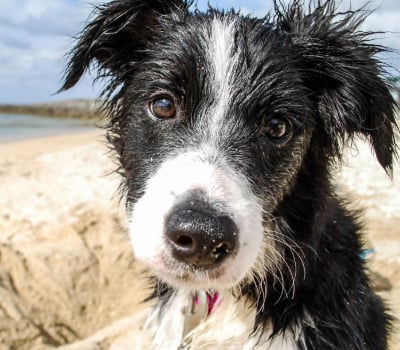 Hund, Säugetier, Haustier, Welpe