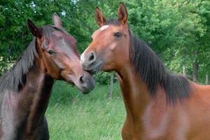 Tier, Colt Horse, Pferd, Säugetier