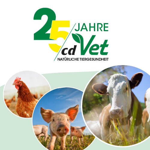 Tier, Säugetier, Schwein