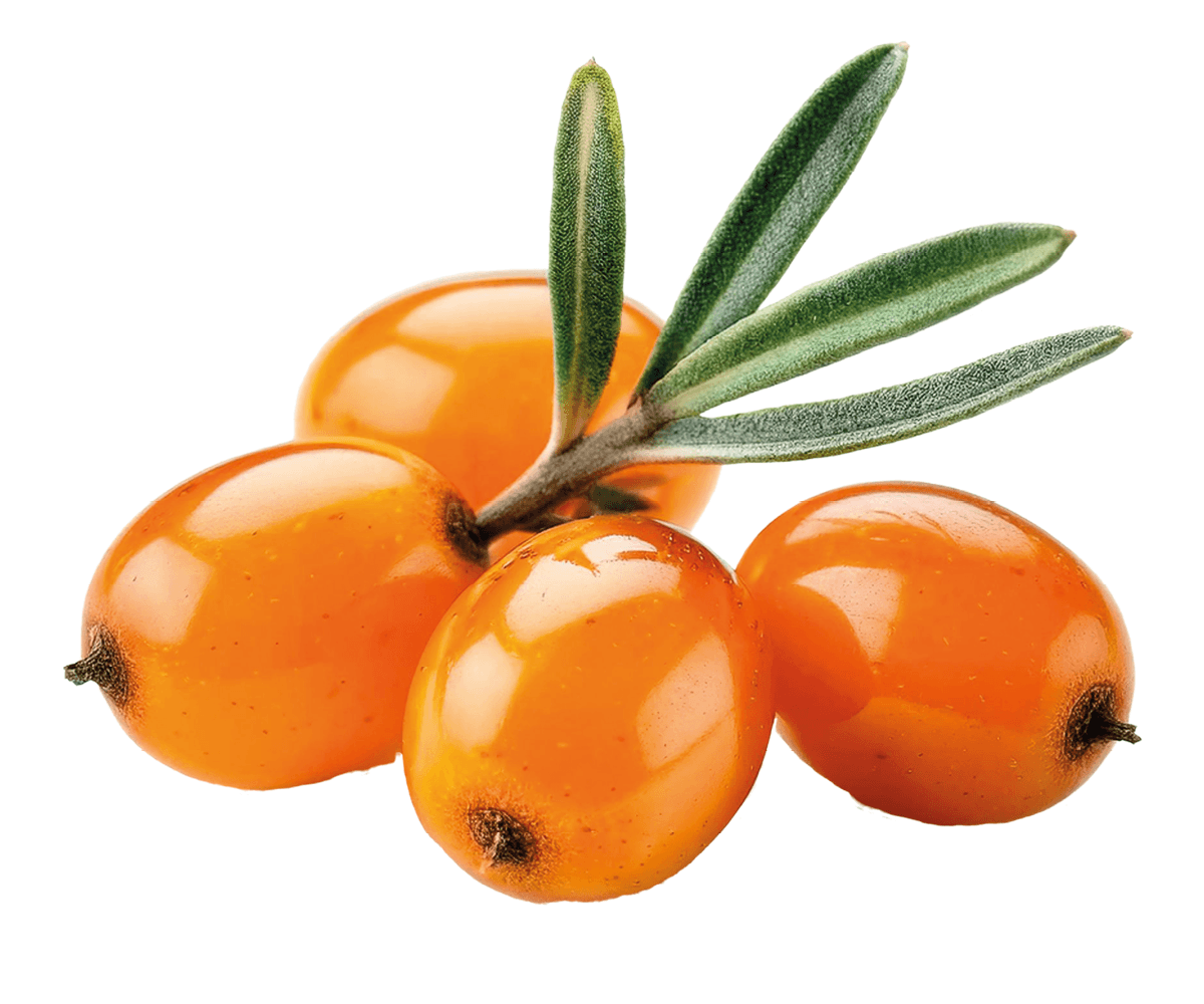 Beeren, Olivenzweige, Orange, Frucht, Beerenzweig,  Obst?,  Olivenöl?,  orange Beeren,  Rosmarin?,  Obst