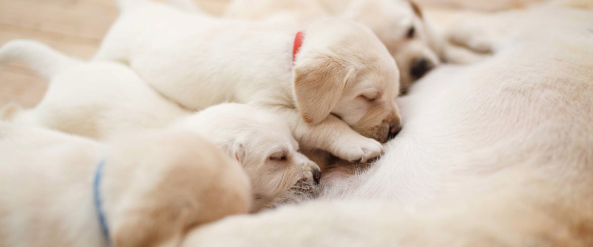 Hund, Haustier, Welpe, Labrador Retriever