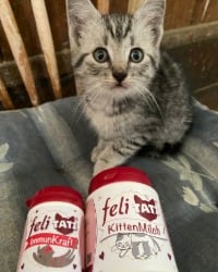Katzenfutter, Kittenmilch, Futterschale, Nassfutter, Katzenspielzeug