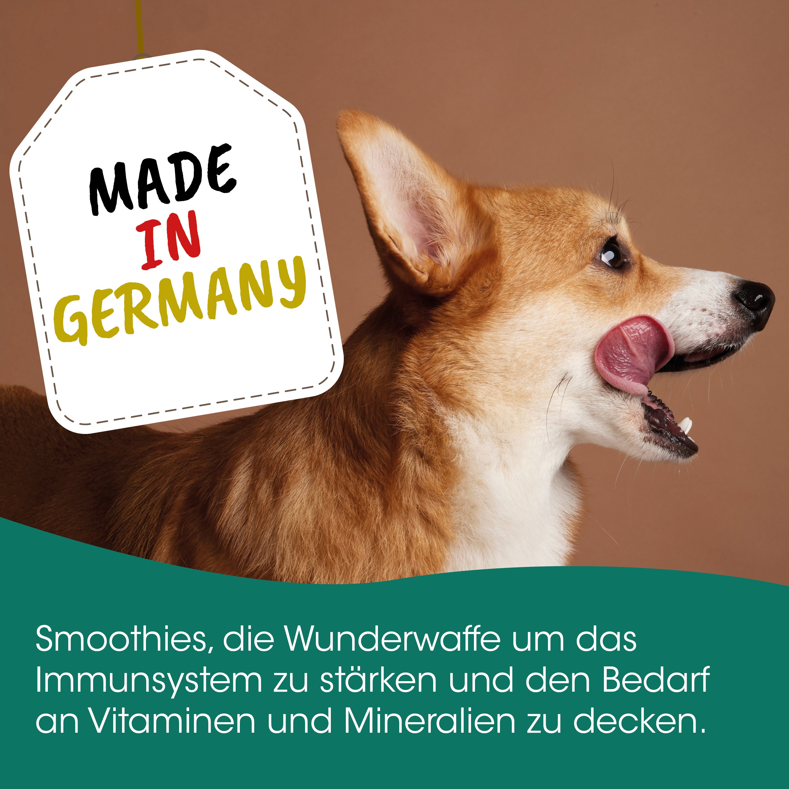 Hund, Corgi, Profil, Lippe, StringTagNotNeeded