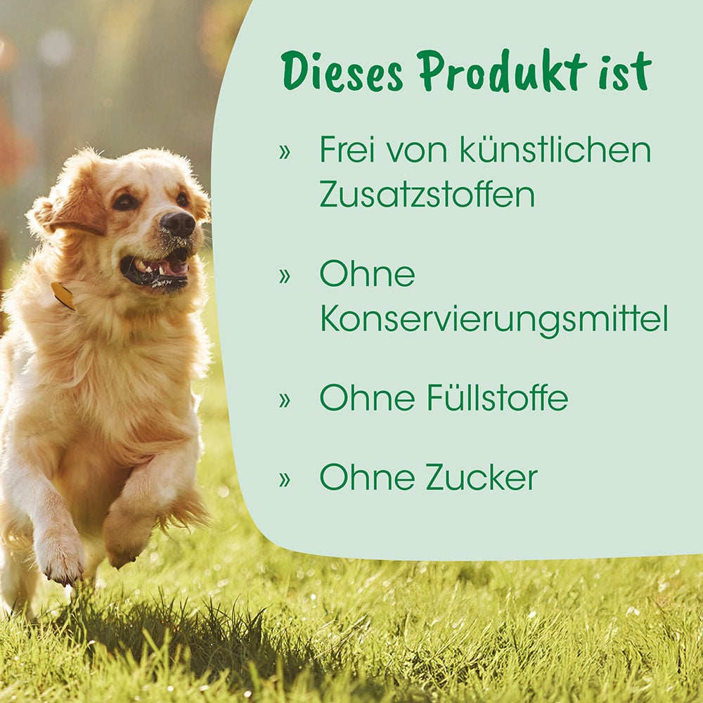 Hund, Goldener Retriever, Halsband, Tierfotografie, Grasfläche