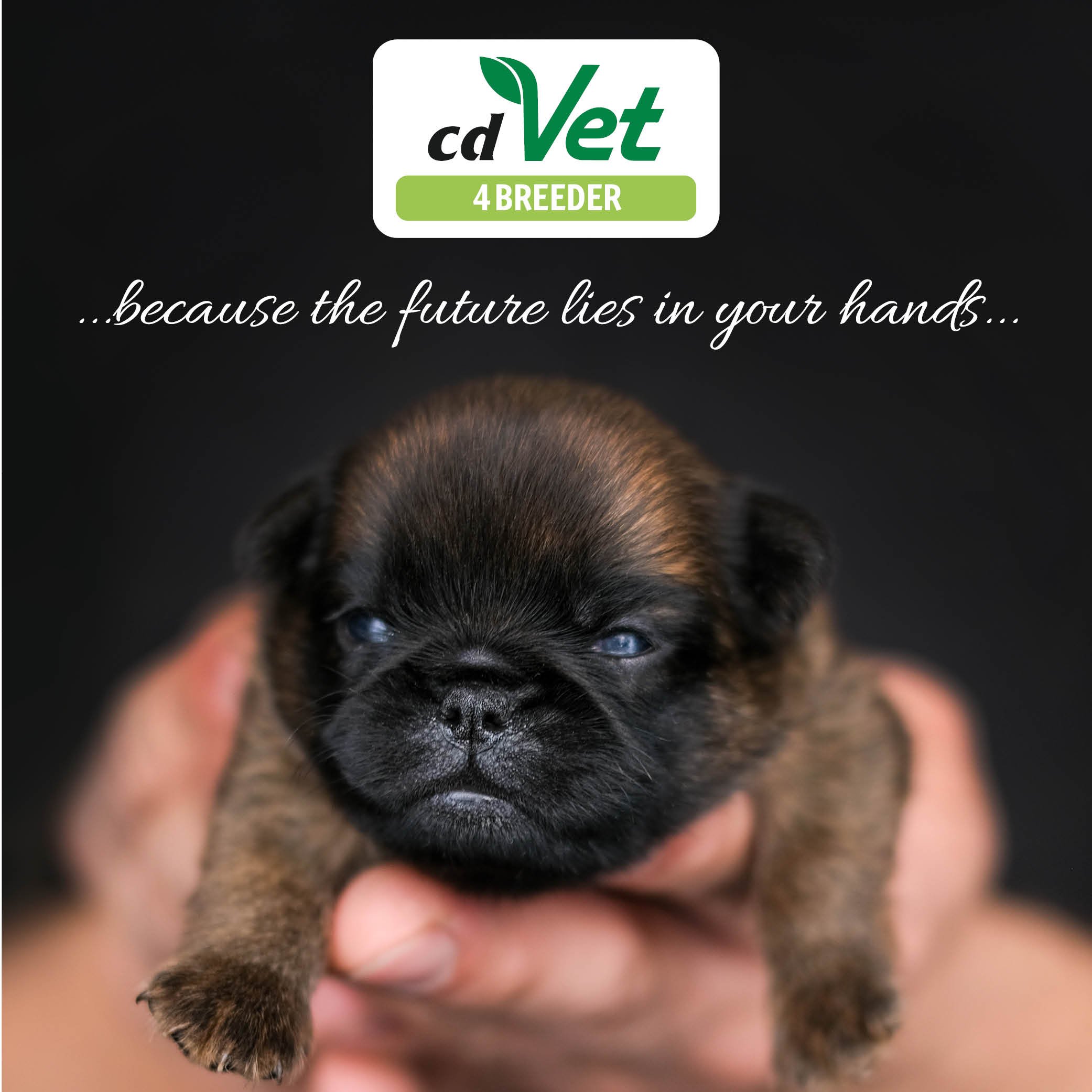 Hund, Säugetier, Haustier, Welpe