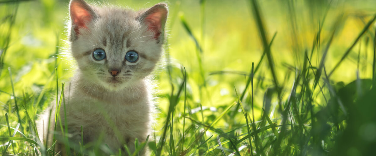 Tier, Katze, Kätzchen, Haustier, Gras