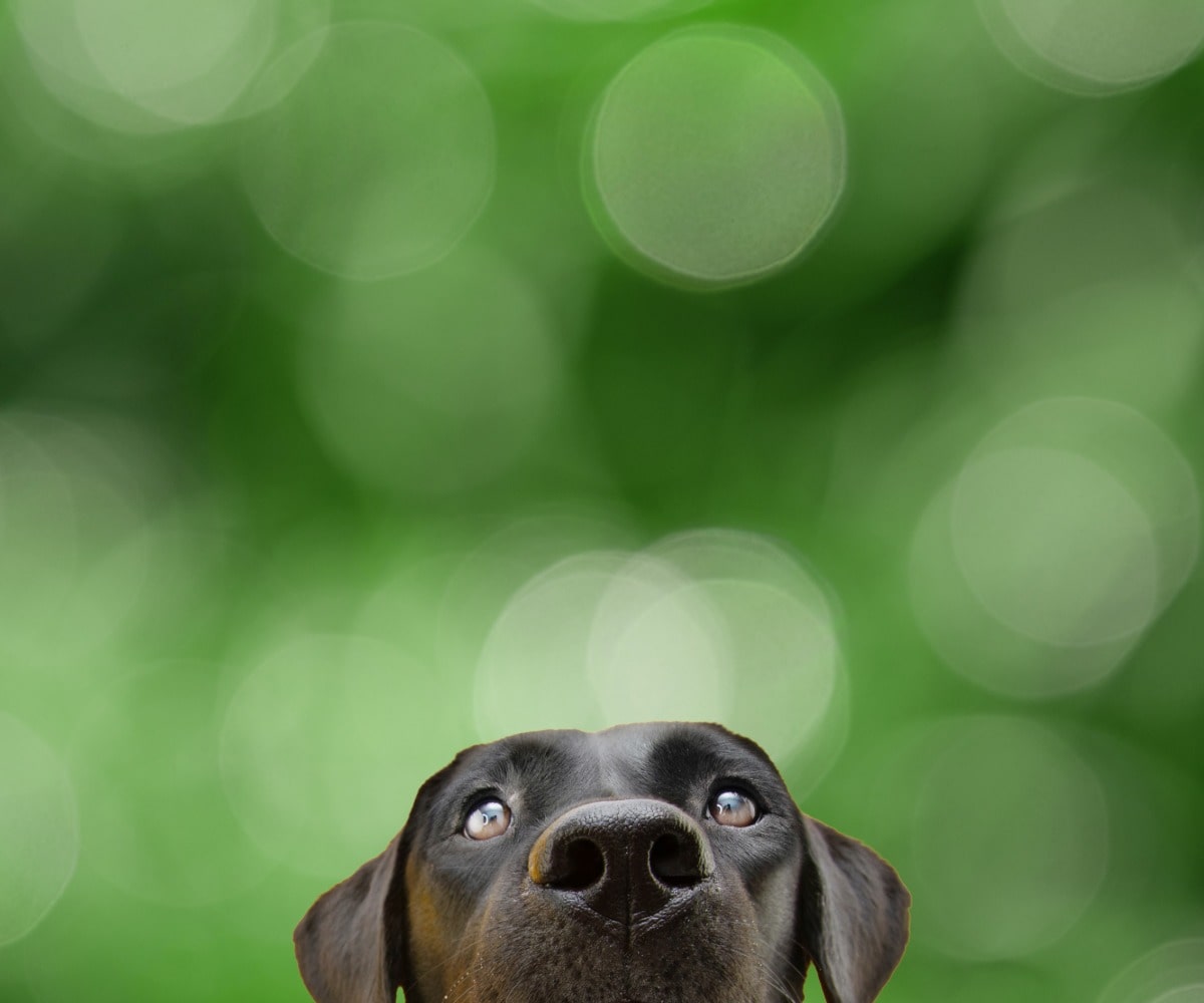 Hund, Haustier, Welpe