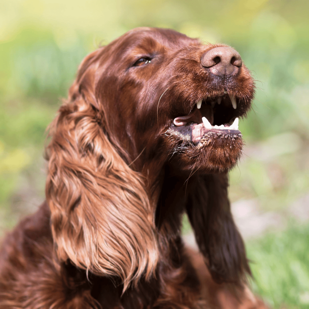Hund, Säugetier, Haustier, Cockerspaniel