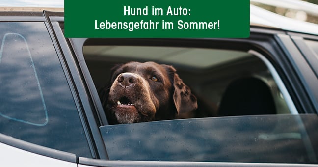 Hund, Haustier, Auto, Fahrzeug, Labrador Retriever