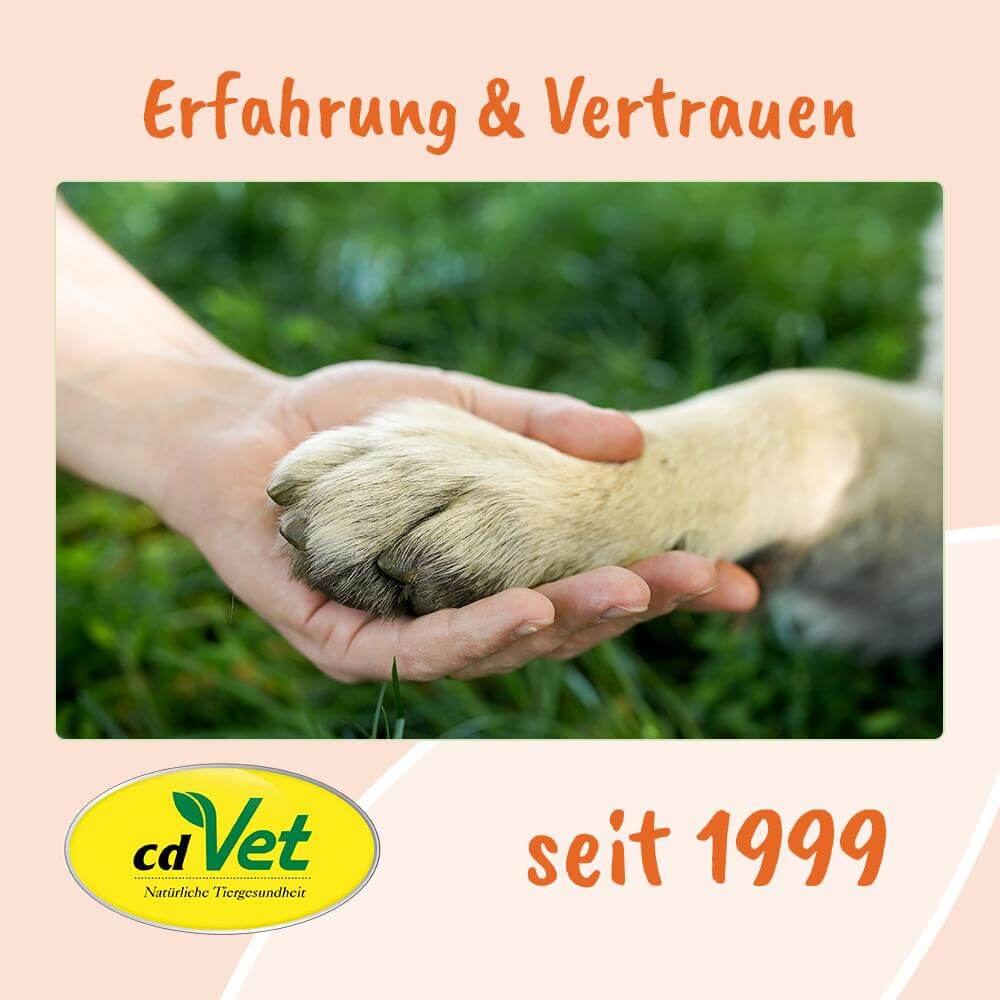 Pfote, Pfotenpflege, Hund, Kontaktpflege, Tiergesundheit
