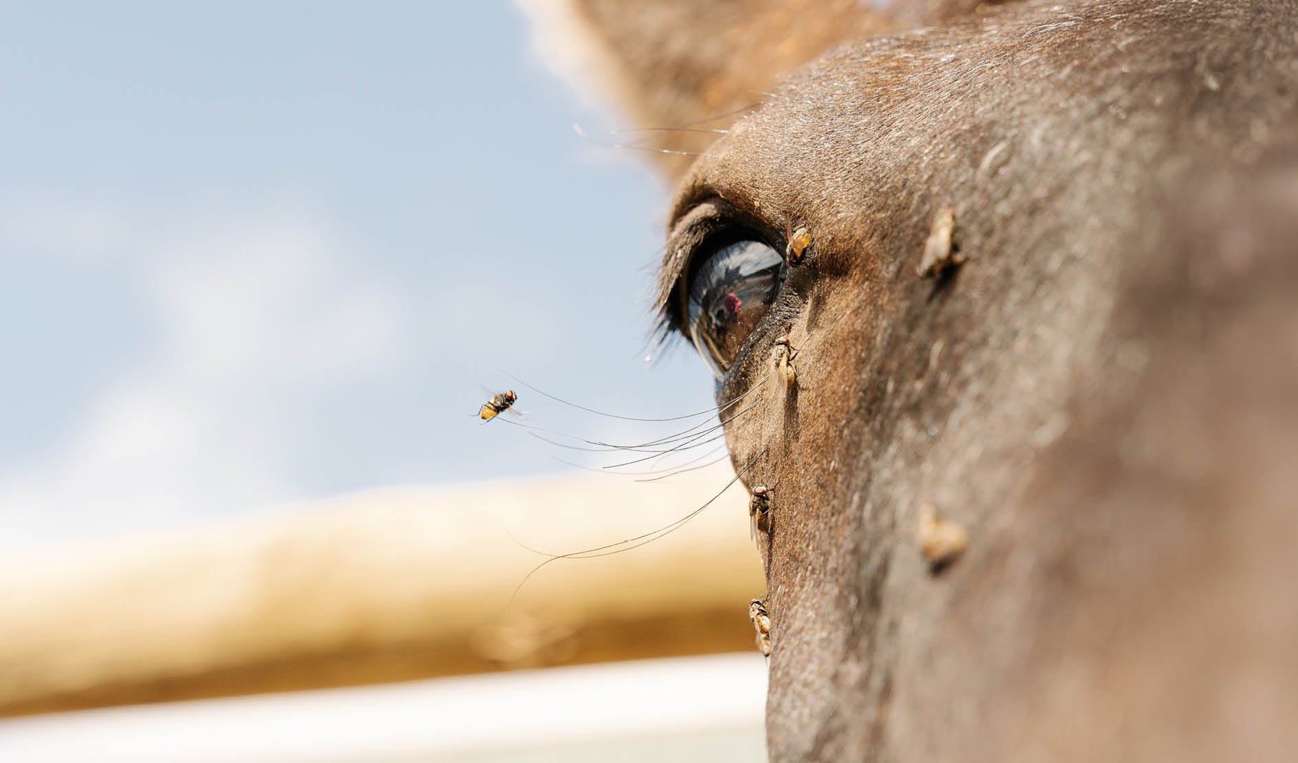 Pferd, Auge, Fliegen, Wegfliesen, Haut
