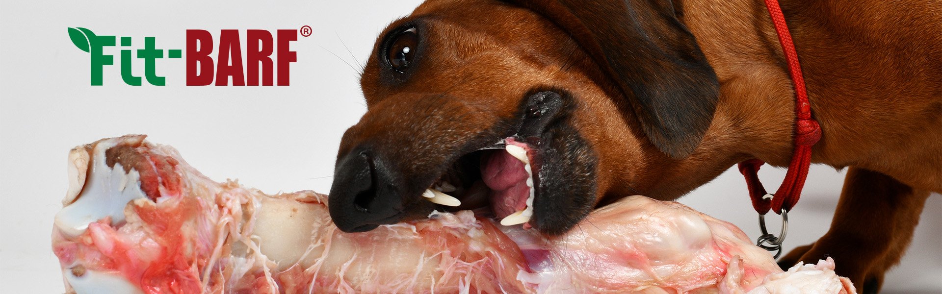 Schnauze, Hund, Säugetier, Haustier