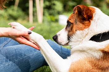 Hund, Säugetier, Haustier, Finger, Person