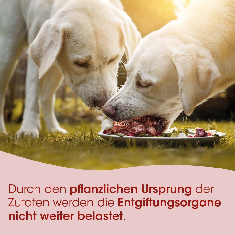 Hunde, Futternapf, Hundefutter, Tierfutter, Fleischgericht