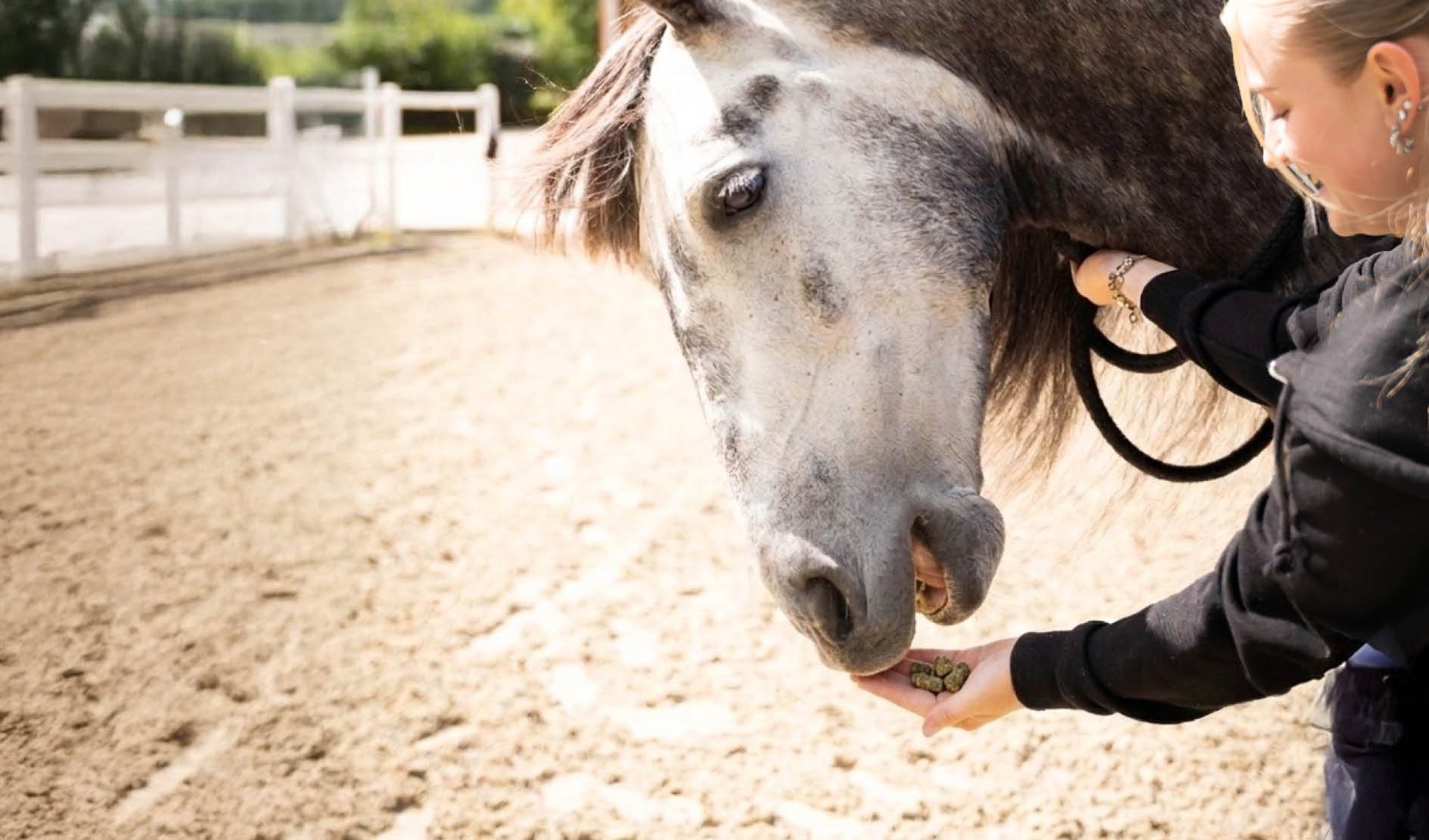 pferd, horsemanship, futter, handfeeding, reiten
