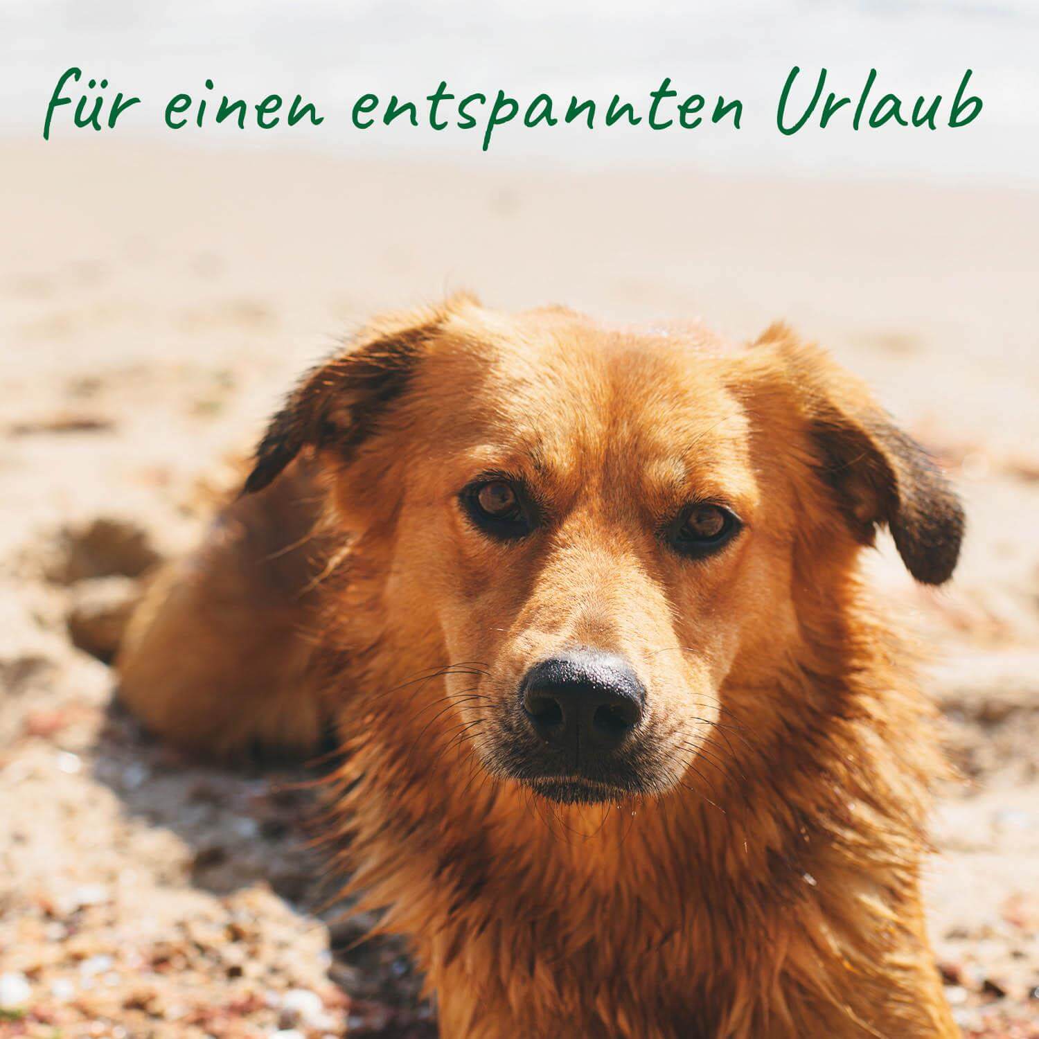 Hund, braun, Tier, Schulter, Relaxen