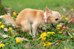 Hund, Haustier, Zubehör, Riemen, Chihuahua