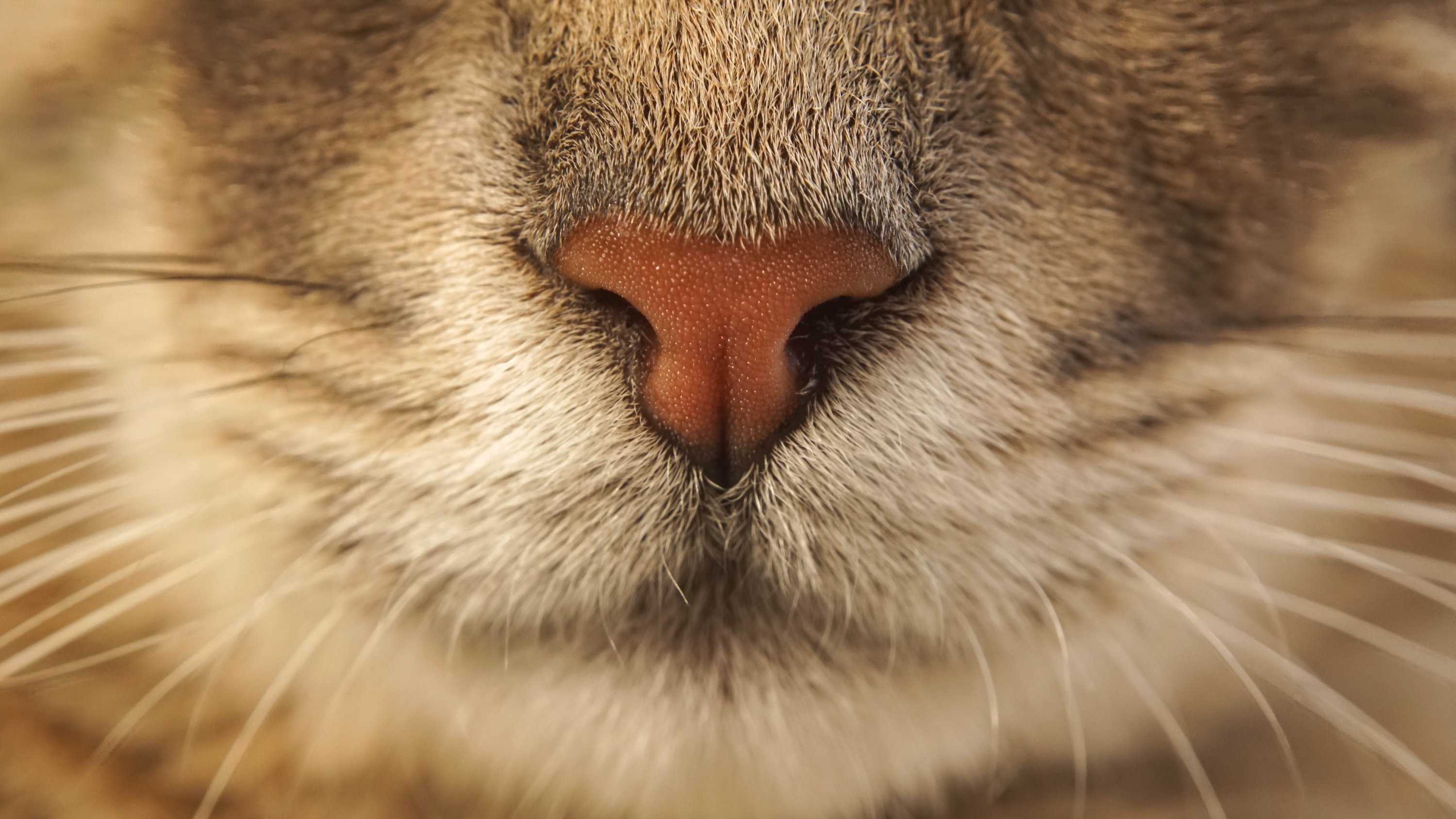 katze, nasenmus, nase, bart, gesicht