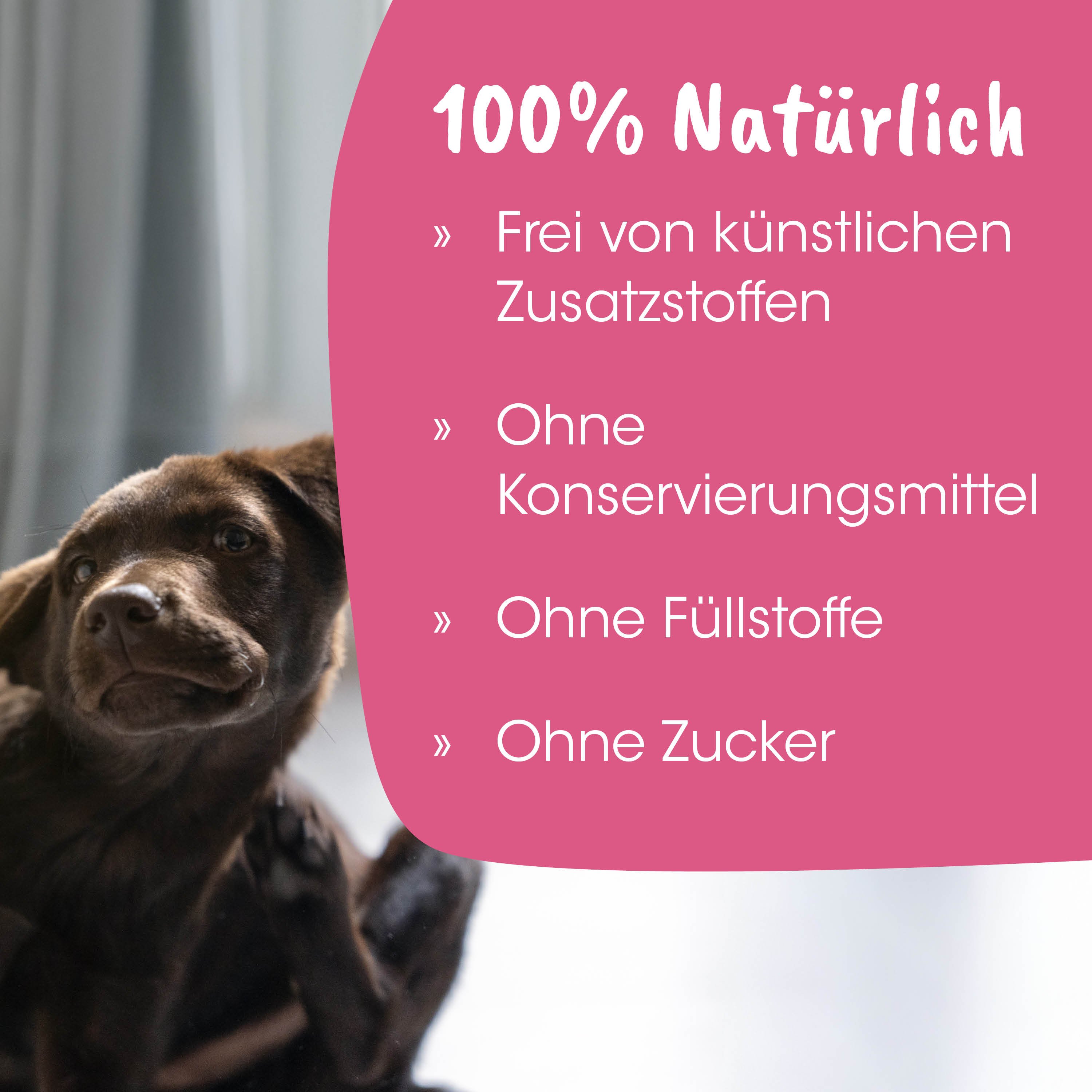 Hund, Schokolade, Tier, Haustier, Foto