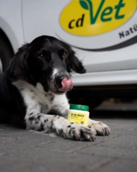 Hundesnack, Tiercreme, Lick-Spielzeug, Pfote Nahaufnahme, Außenaufnahme