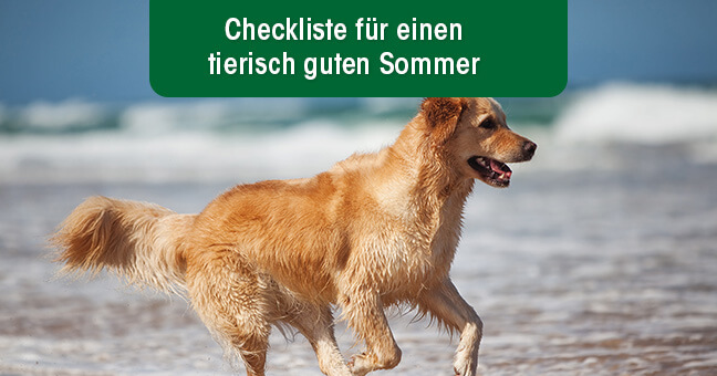 Hund, Golden Retriever, Säugetier, Haustier
