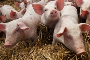 Tier, Säugetier, Schwein