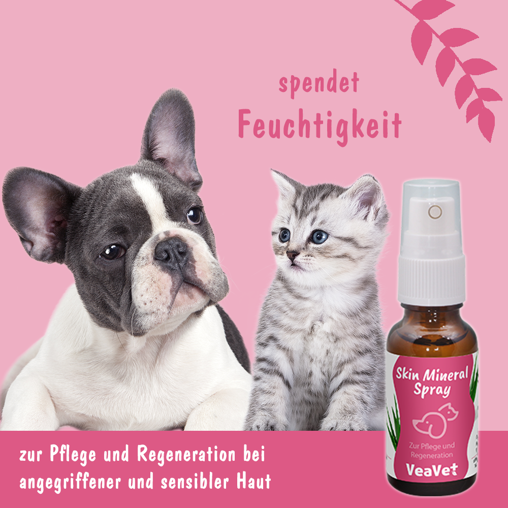 Hund, Säugetier, Haustier, Katze