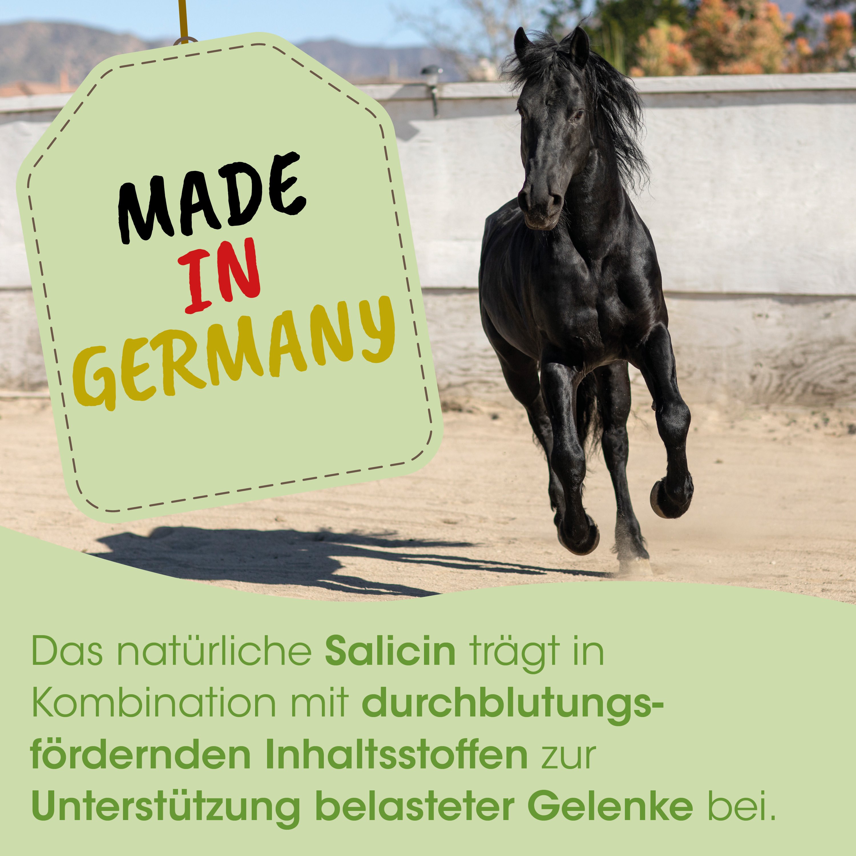 Pferd, schwarz, Hengst, Galopp, Tag