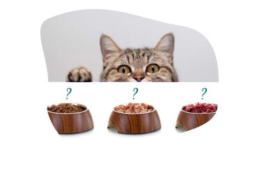 Tier, Katze, Säugetier, Haustier