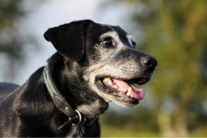 Hund, Säugetier, Haustier