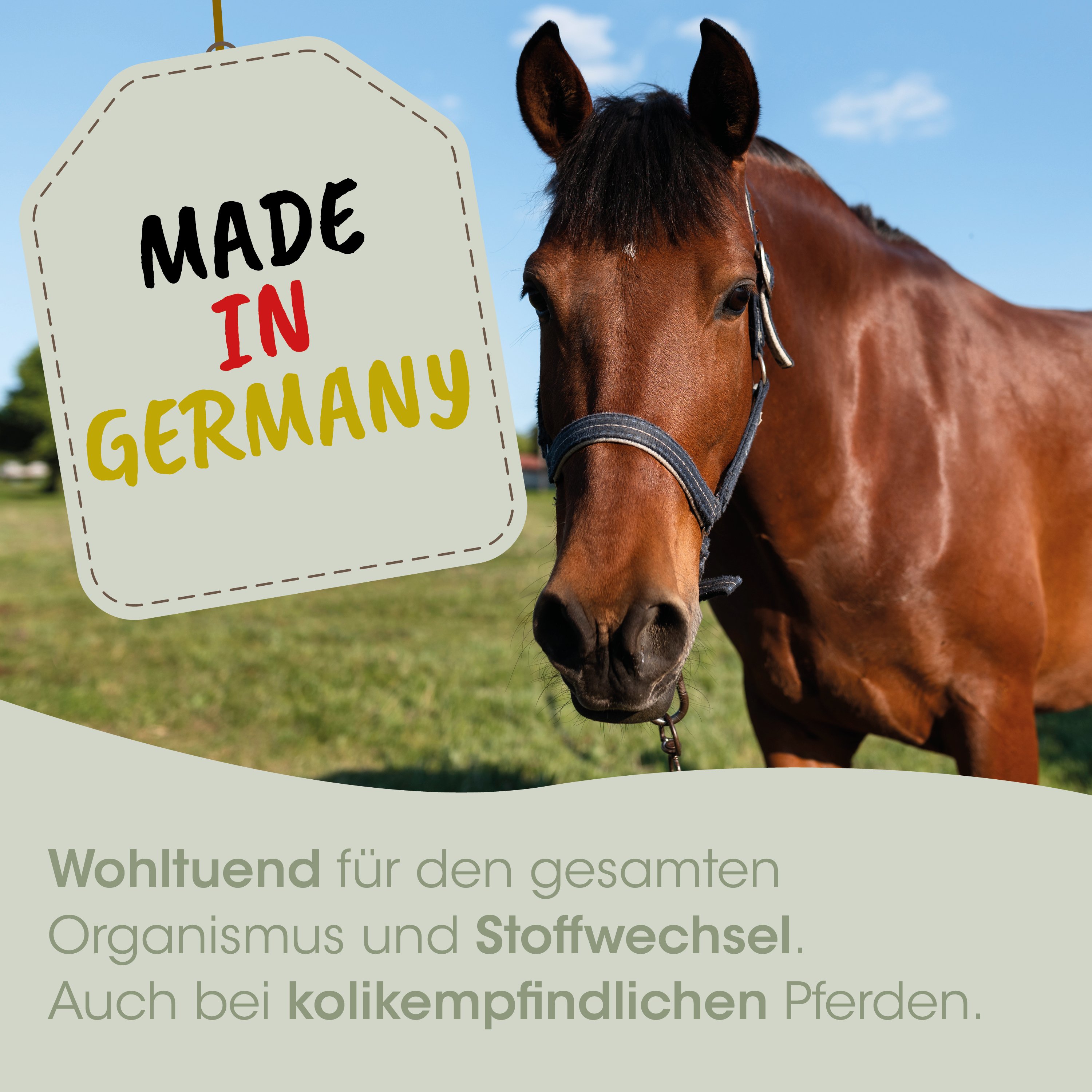 Pferd, Halter, Trense, bräunlich, Stallbedarf