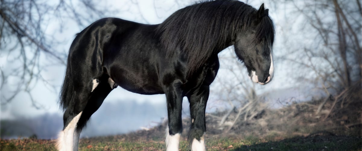 Tier, Säugetier, Pferd, Hengst, Colt Horse