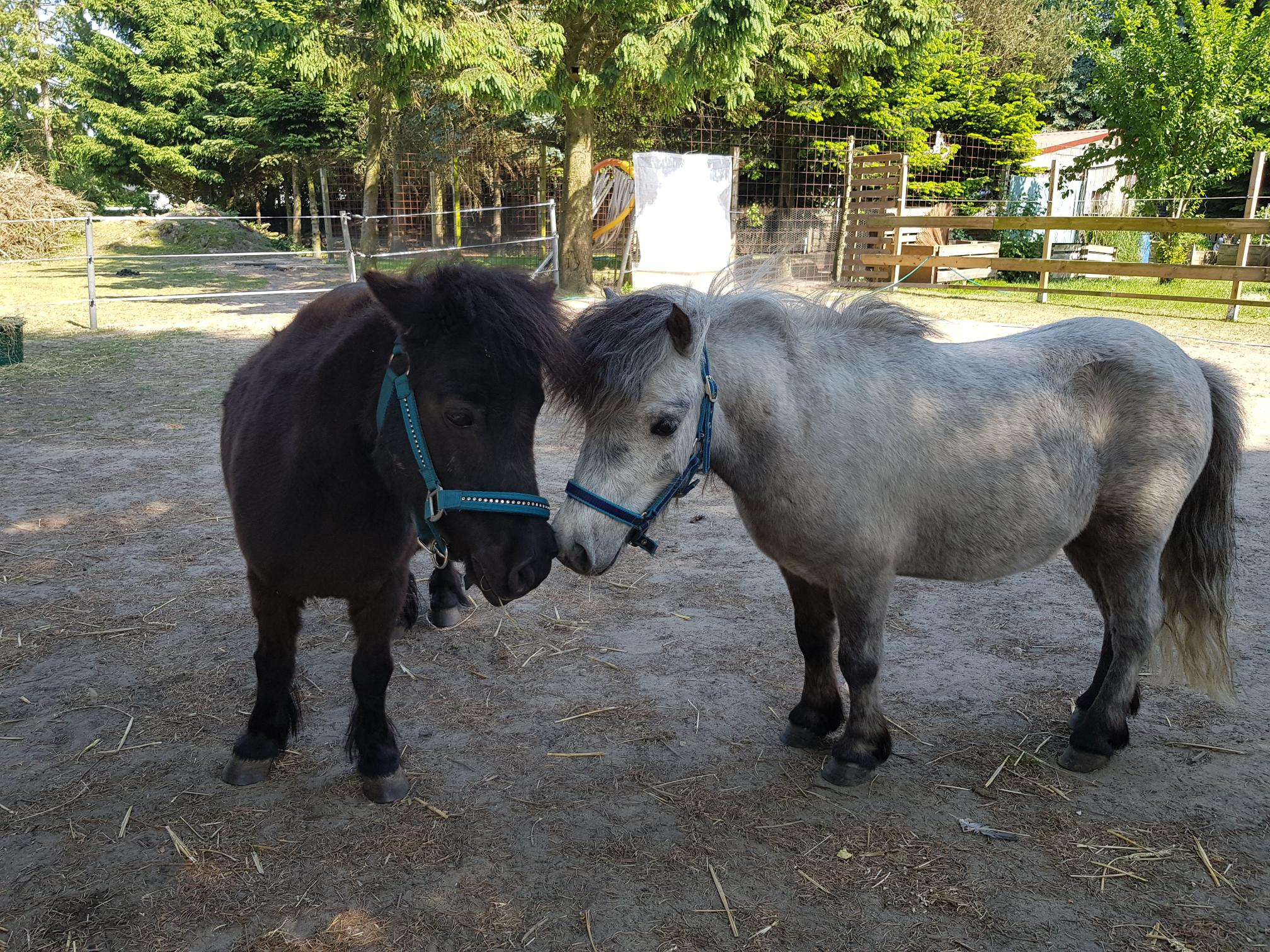 Colt Horse, Halfter, Andalusisches Pferd, Baum, Gras, Colt Horse, Halfter, Andalusisches Pferd, Baum, Gras