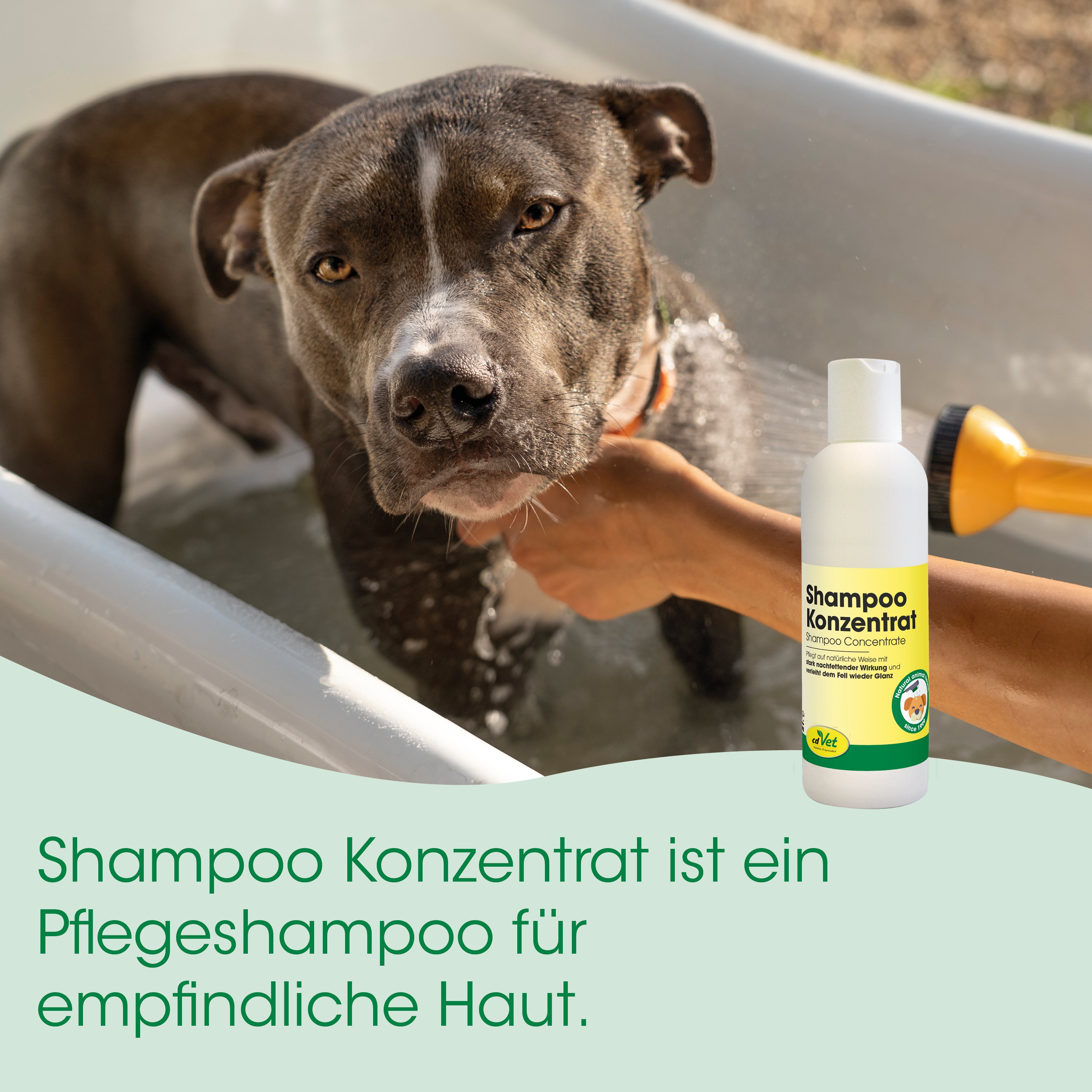 Hund, Hundehaar, Shampoo-Konzentrat, Bad, Flasche