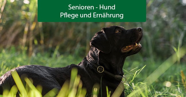 Hund, Säugetier, Haustier, Labrador Retriever, Hund, Säugetier, Haustier, Labrador Retriever