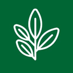 blatt, pflanze, grün, symbol, natur