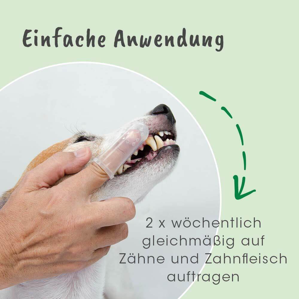 Zahnpflege, Hunde, Zähne, Zahnbürstenkopf, Tierarztbedarf