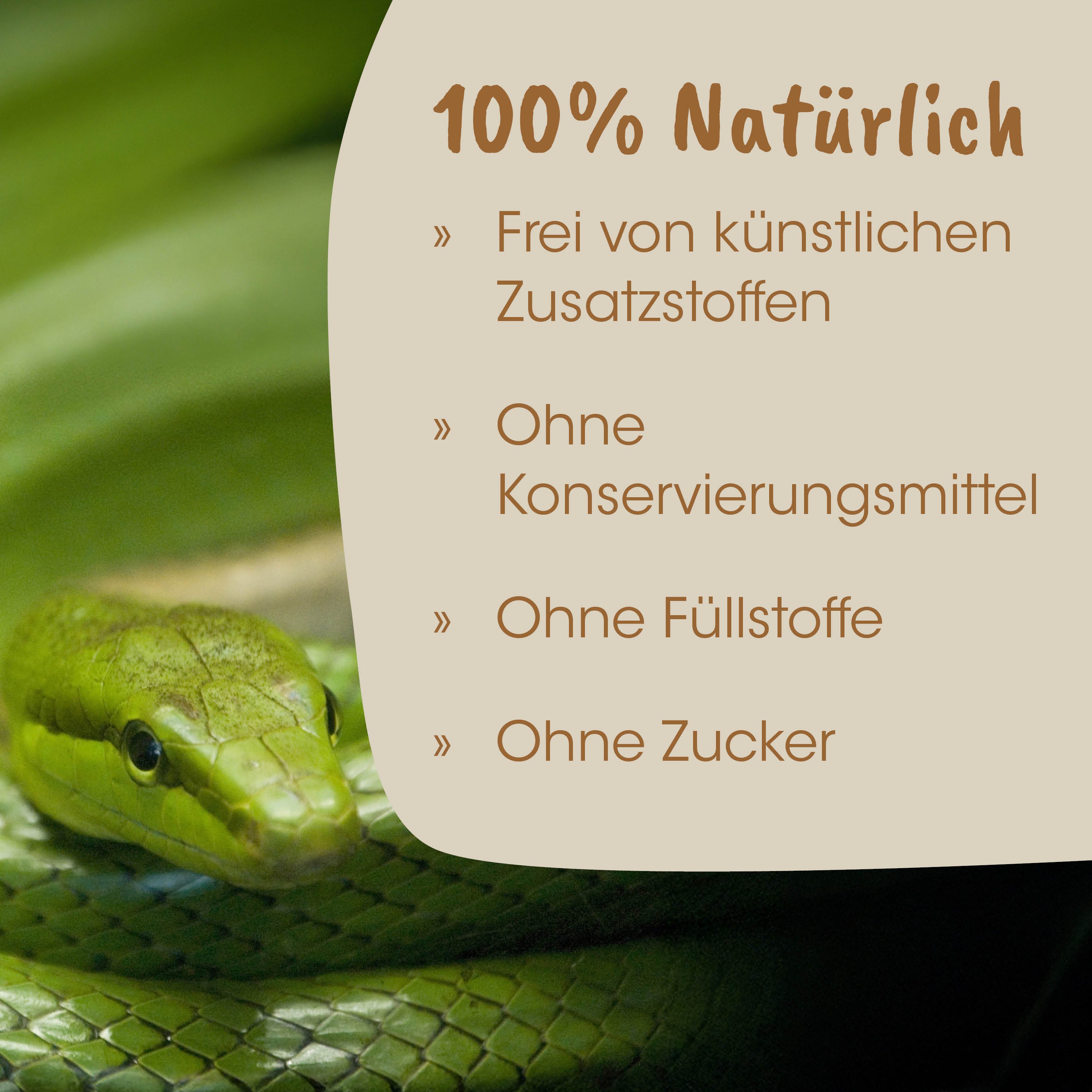 Schlange, Grün, Schuppen, Nahaufnahme, Auge